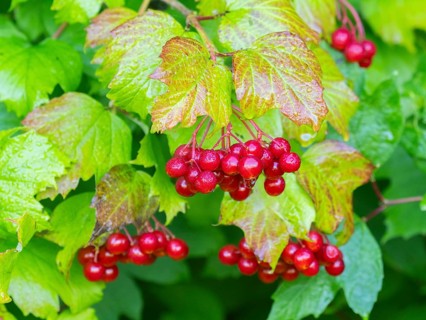 Guelder Rose or European Cranberry (viburnum opulus), ripe red berries covered in water droplets in