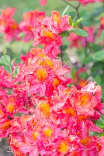 Blooming rhododendron in the botanical garden in spring