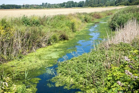 Drainage ditch with green pond weed algae caused by eutrophication, Hollesley marshes, Suffolk,