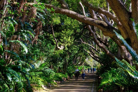 Camphor Trees Avenue, Kirstenbosch Botanical Gardens, Cape Town, Western Cape, South Africa, Africa