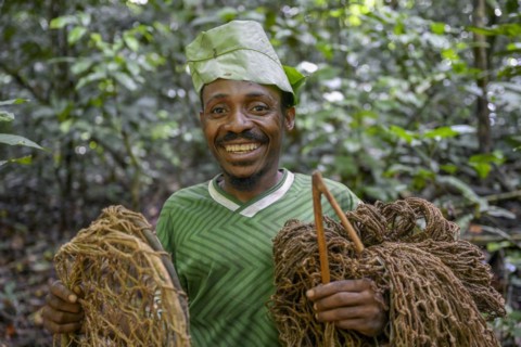 Pygmy of the Baka or BaAka people with his traps and hunting nets in the forest, Dzanga-Sangha