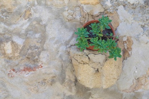 A small plant growing in a pot embedded in a stone wall, Provence, France, Europe