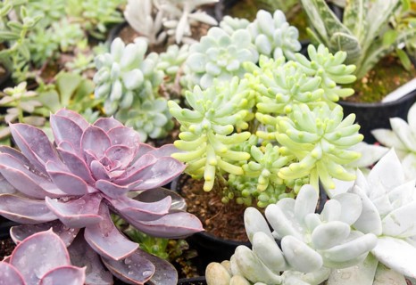 Various types of succulent in flower pots in the greenhouse. Closeup, selective focus