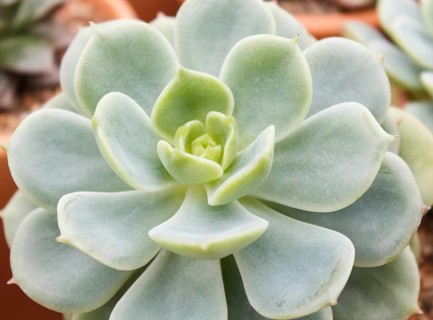 Beautiful succulent plant in greenhouse. Closeup, floral patterns, selective focus