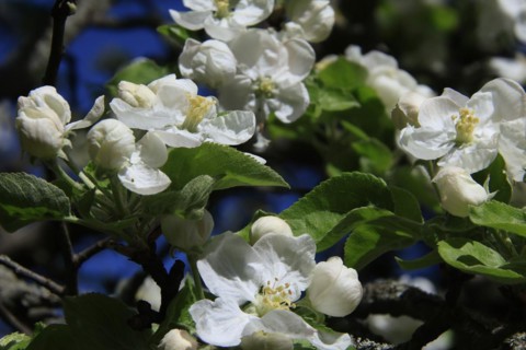 Apple blossoms on a tree in an orchard in the Osterzgebirge, Bannewitz, Saxony, Germany, Europe