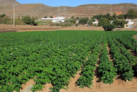 Crop of potatoes growing in field at Cardon, Fuerteventura, Canary Islands, Spain, Europe