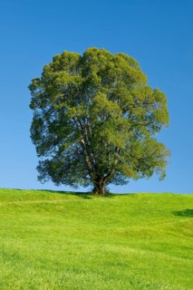 Large lime tree in Oberägeri, Canton Zug, Switzerland, Europe