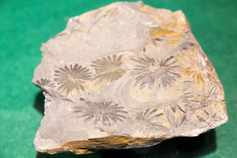 Plant flower leaf fossil display in Radstock museum, Somerset, England, UK