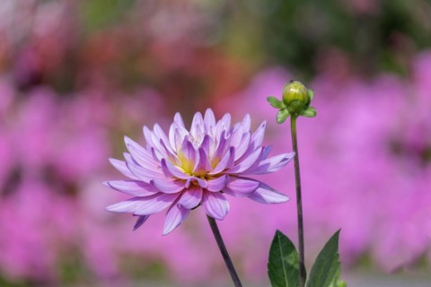 Pink dahlias (Dahlia), Rhineland-Palatinate, Germany, Europe