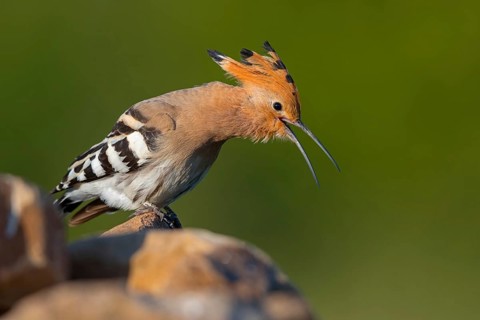 Hoopoe, (Upupa epops), on a perch, family Hoopoes, early raptors, Hides de El Taray / Lesser