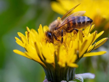 European hornet (Vespa crabro), insect, insects, macro, plant, garden, Neuhofen,