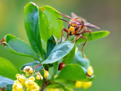 European hornet (Vespa crabro), insect, insects, macro, plant, garden, Neuhofen,