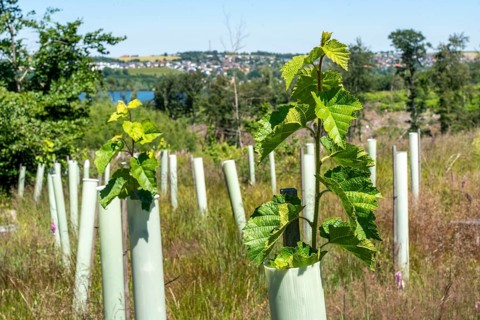 Reforestation in the Arnsberg forest above the Möhnesee, Soest district, tubes as browsing