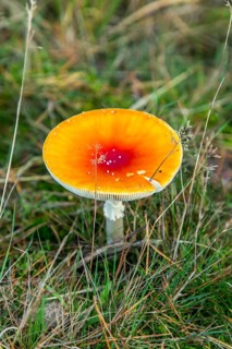 Fly agaric, Diersfordter Wald, in the Hohe Mark Westmünsterland nature park Park, forest, near