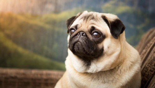 Pets, dog, pug, English dog breed, AI-generated, AI generated