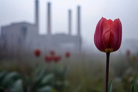 Tulip flowers and factory with grey fumes in background. Generative Ai, AI generated