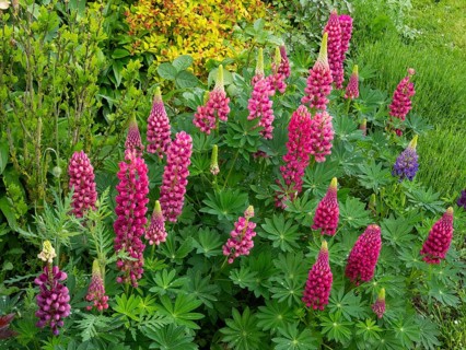 Garden Lupins (Lupinus Polyphyllus), pink and purple lupine flowers, covered in raindrops, in a