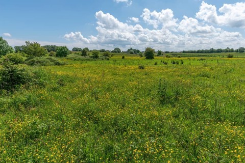 Blooming meadows in the nature reserve Holnis peninsula, NSG at the Flensburg Fjord, blue sky,