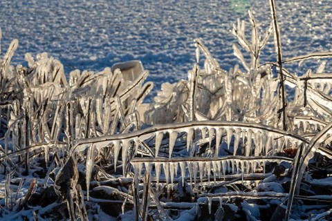 Harrison Twp, Michigan, Ice coated vegetation on the shore of Lake St Clair after a heavy rainstorm