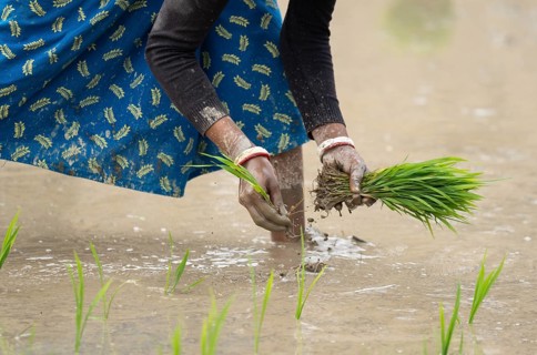 Morigaon, India. 20 February 2024. Women plant rice saplings in a paddy field on February 20, 2024