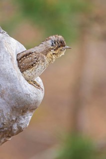 Eurasian wryneck (Jynx torquilla) sitting in a tree hollow, mating, breeding den, spring, Middle