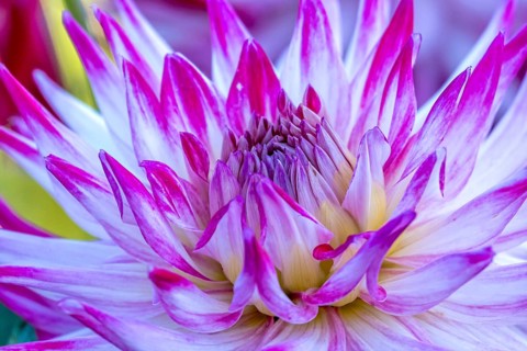 Dahlias (Dahlia), North Rhine-Westphalia, Germany, Europe