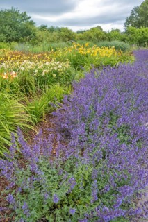 Catmint (Nepeta cataria) and daylilies (Hemerocallis), North Rhine-Westphalia, Germany, Europe