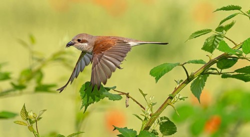 Red-backed shrike (Lanius collurio), female, departure photo, take-off, Hockenheim,