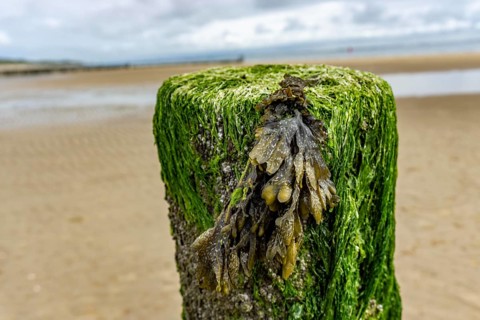 North Sea coast in Zeeland, called Zeeland Riviera, breakwater, made of wooden piles, near