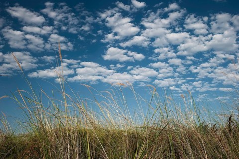 Riparian landscape, nature, natural landscape, river, riverbank, reeds, morning mood, blue sky,
