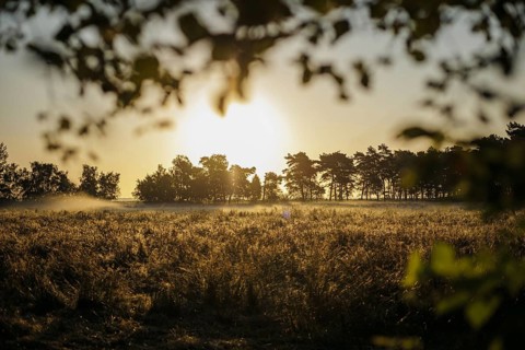 The sun rises over a rapeseed field near Born am Darß. Born, 01.08.2024