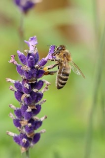 European honey bee (Apis mellifera), collecting nectar from a flower of lavender (Lavandula