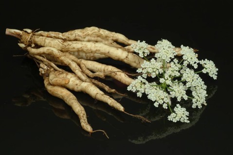 Vegetable, plant, food, agriculture, horticulture, root of the sugar root, Sisum sisarum, Sium,