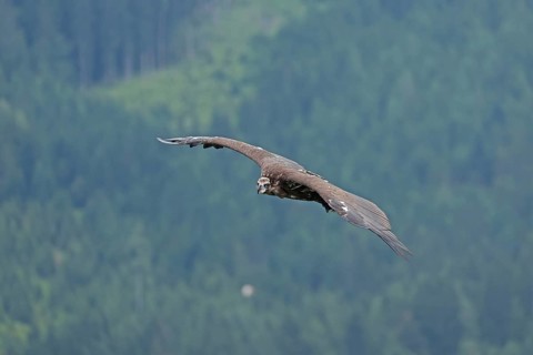 Bearded vulture (Gypaetus barbatus), flying, Hohenwerfen Castle, Salzburger Land, Austria, Europe
