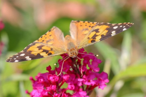 Painted lady (Vanessa cardui) sucking nectar on butterfly-bush (Buddleja davidii), butterfly bush,