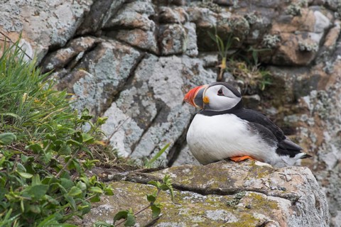 Puffin (Fratercula arctica) Skomer Island, Wales, Great Britain
