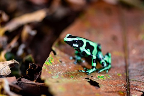 Green and black poison dart frog (Dendrobates auratus) on a leaf, Heredia Province, Costa Rica,
