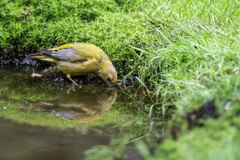 European greenfinch (Carduelis chloris) at the watering hole, Emsland, Lower Saxony, Germany,