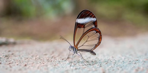 Glasswing butterfly (Greta oto), butterfly with transparent wings sitting on the ground, Alajuela