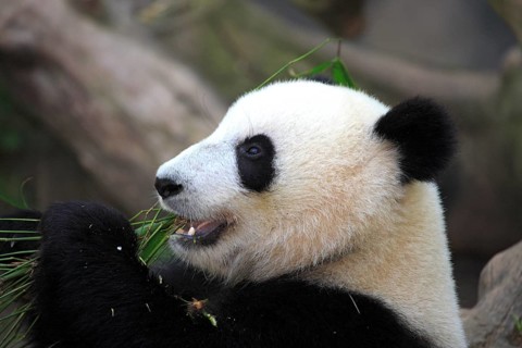 Giant Panda (Ailuropoda melanoleuca), adult, portrait, feeding, China, Asia