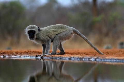 Vervet Monkey (Chlorocebus pygerythrus), adult, drinking, at the water, Kruger National Park,