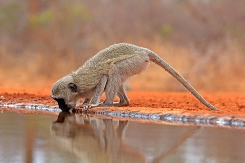 Vervet Monkey (Chlorocebus pygerythrus), adult, drinking, at the water, Kruger National Park,