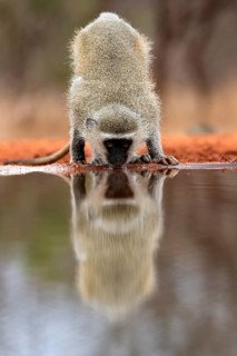 Vervet Monkey (Chlorocebus pygerythrus), adult, drinking, at the water, Kruger National Park,