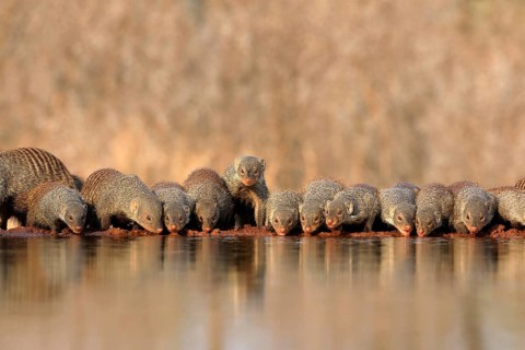 Zebra mongoose (Mungos mungo), adult, group, at the water, drinking, Kruger National Park, Kruger