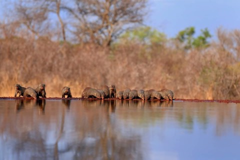 Zebra mongoose (Mungos mungo), adult, group, at the water, drinking, Kruger National Park, Kruger