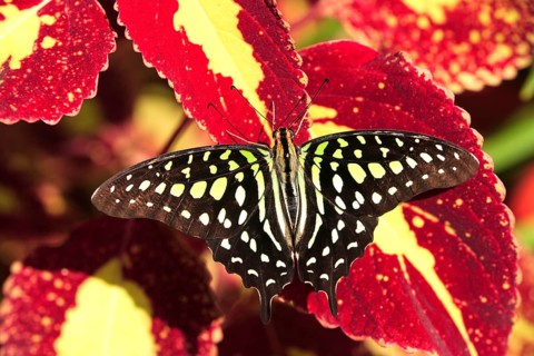 Malachite butterfly (Siproeta stelenes), Malachite owl, imago, Florida, USA, North America