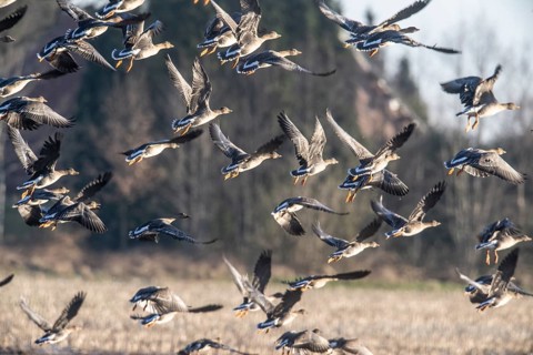 Bean geese (Anser fabalis), flying, Emsland, Lower Saxony, Germany, Europe