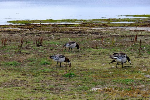 White-fronted geese on a sea meadow on the shore of the Baltic Sea at the southern tip of Öland