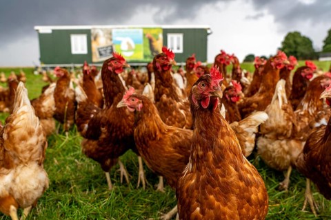 Chickens in a meadow, mobile housing, free-range chickens, free-range eggs, north of