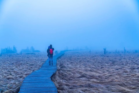 The High Fens nature park Park, in the German-Belgian border region near Eupen, winter, fog, wooden
